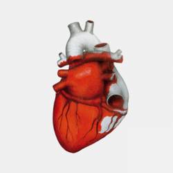 Noesis (ESP) : Miedo Siempre